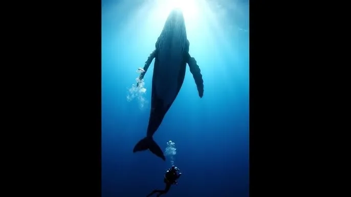 看片儿网址 - 深蓝星球：探索海洋深处的未知世界
